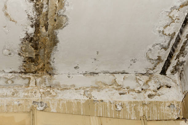 Trusted White River Junction, VT Mold Removal Experts